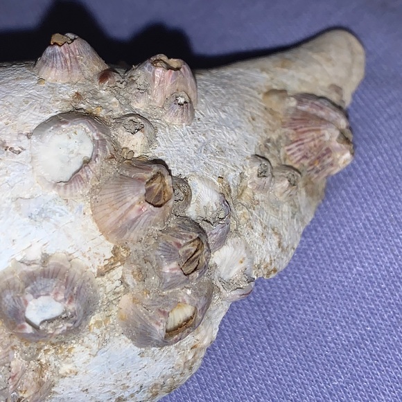 SALE!! True tulip shell with barnacle cluster - Picture 5 of 12